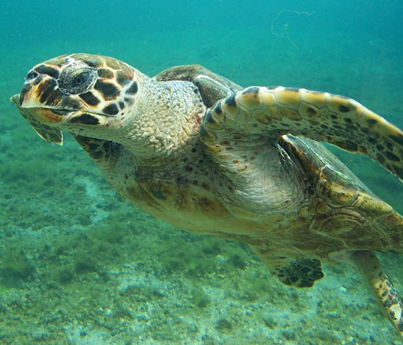 12042016 Tartaruga caretta caretta