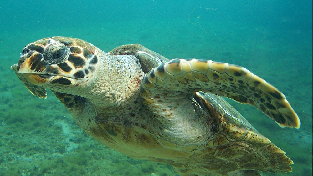 12042016 Tartaruga caretta caretta