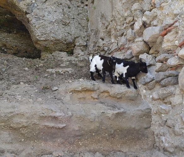 12052017 caprette fattoria didattica