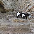 Comuni foto - 12052017 caprette fattoria didattica