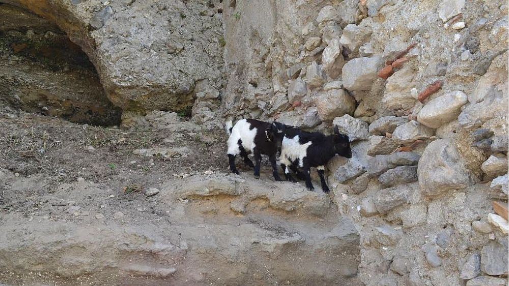 12052017 caprette fattoria didattica