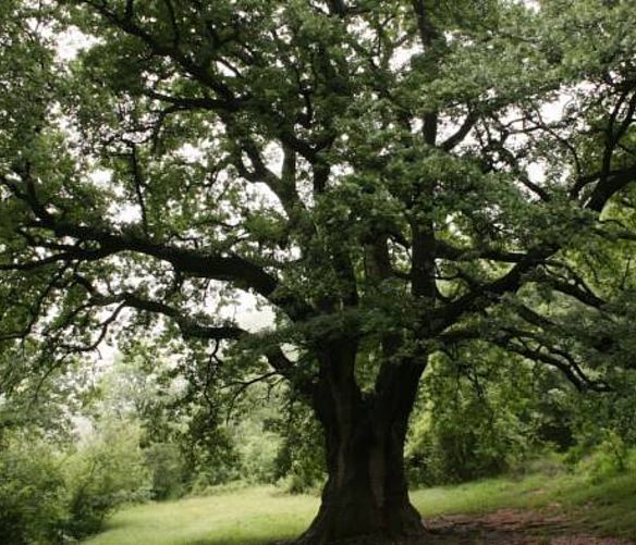 12052017 grande quercia