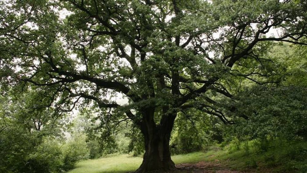 12052017 grande quercia