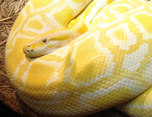 12062015 boa constrinctor albino