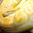 Cronaca foto - 12062015 boa constrinctor albino
