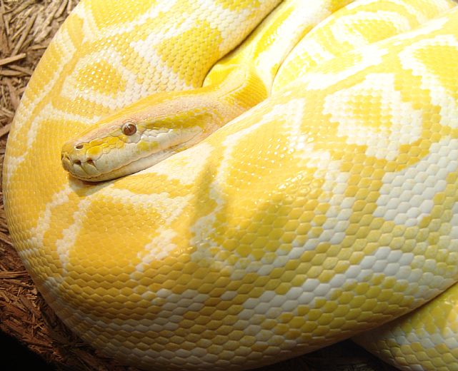 12062015 boa constrinctor albino