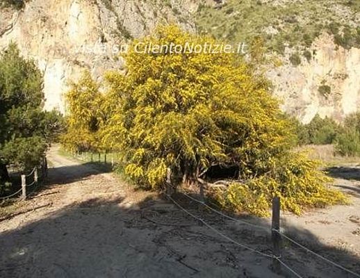 12072013 mimose cala del cefalo