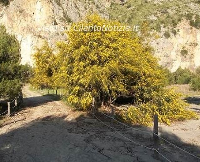 12072013 mimose cala del cefalo