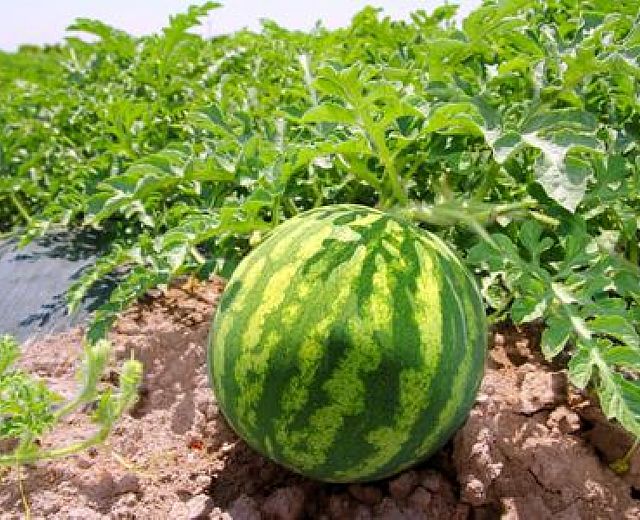 12072014 anguria terreno