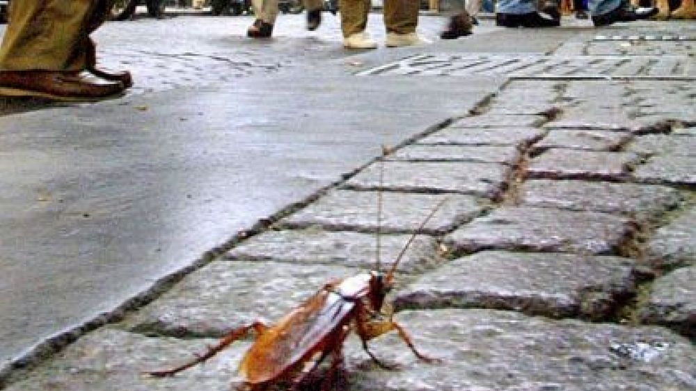 12072016 blatte in strada