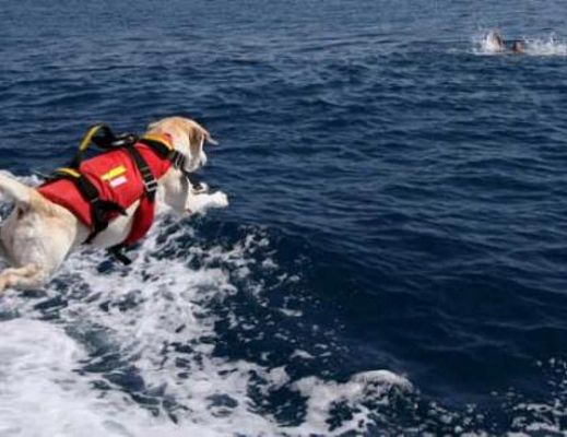12082013 cani salvataggio