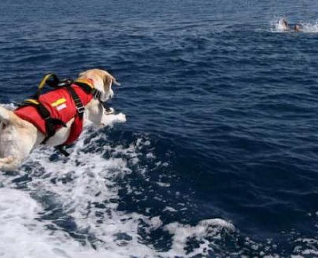 12082013 cani salvataggio