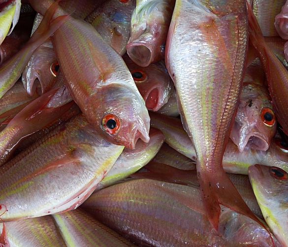 12092018 pesce