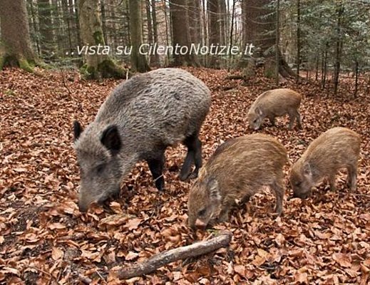Paolo-Abbate foto - 12112012 famiglia di cinghiali nel parco