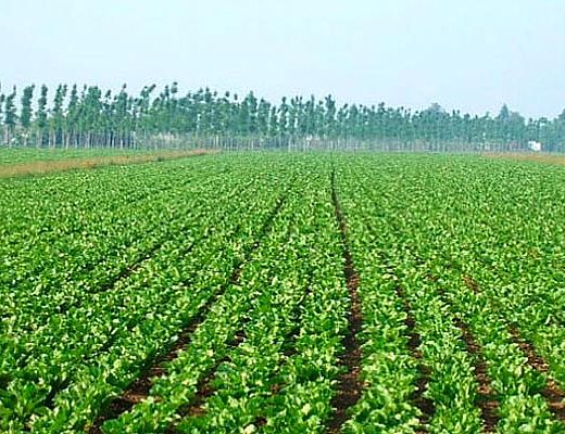 12112013 agricoltura