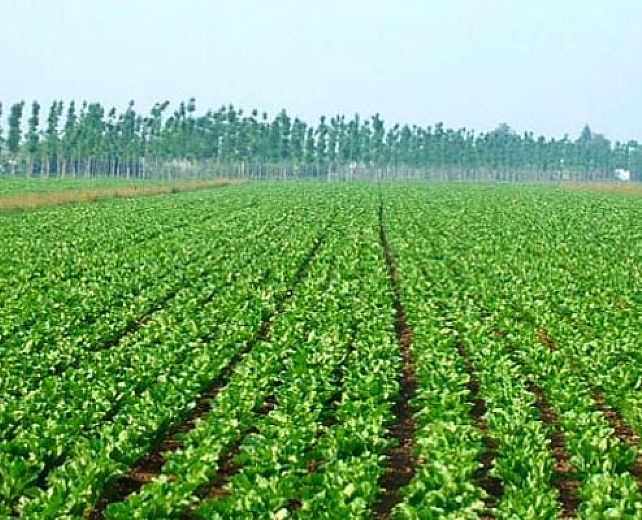 12112013 agricoltura