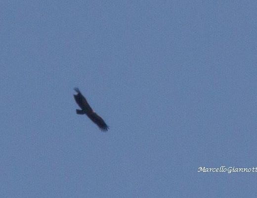 12112014 grifone nel parco del cilento
