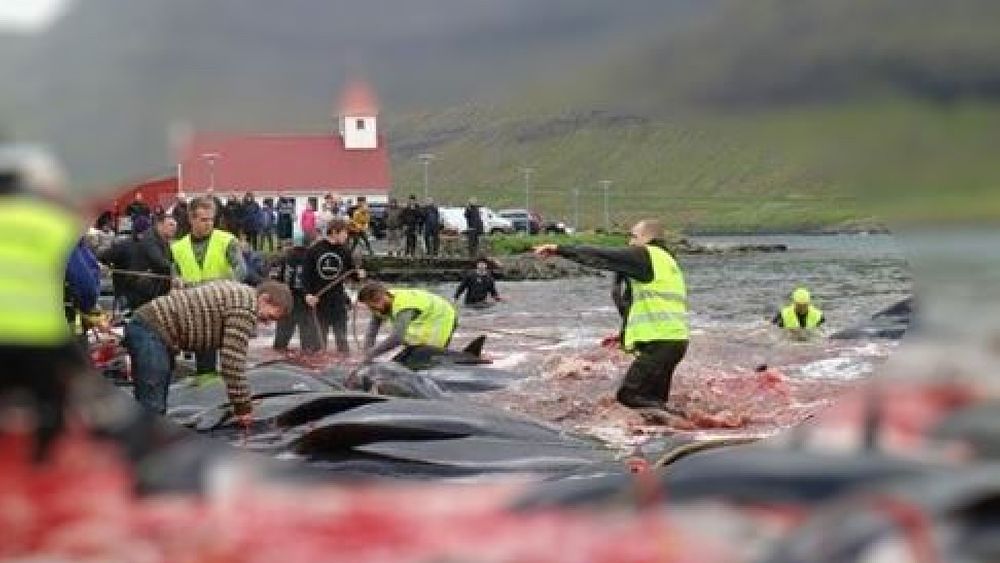 12112017 art abbate 01 12112017 art abbate 01