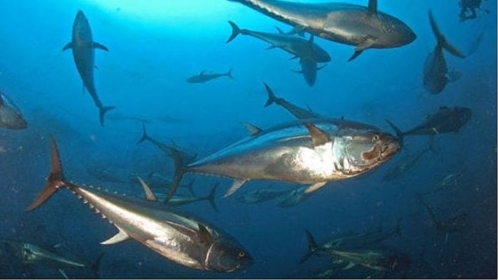 12112021 quote tonno