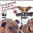 Avvisi foto - 12122014 wwf salerno microchip