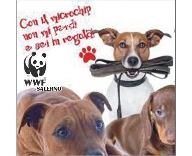 12122014 wwf salerno microchip