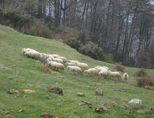 12122015 pecore al pascolo