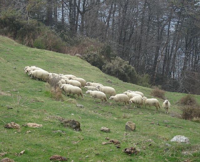 12122015 pecore al pascolo