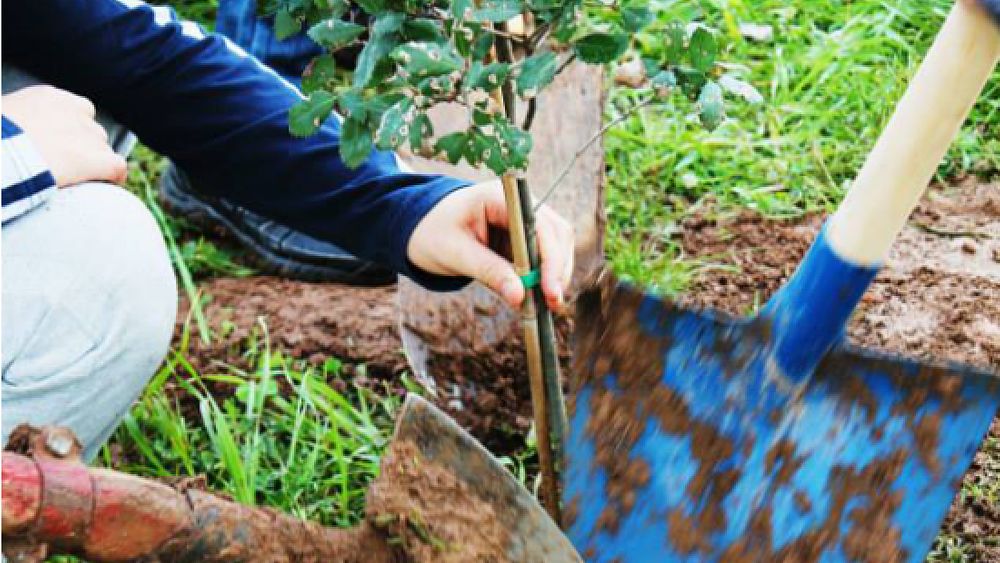 12122016 festa dell albero legambiente