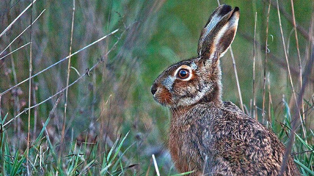 12122016 lepre italica