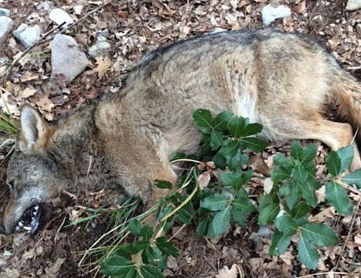 13022015 lupo ucciso