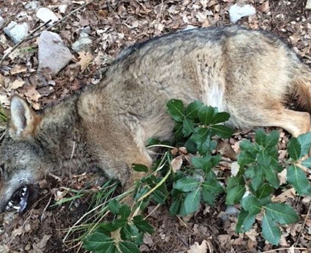 13022015 lupo ucciso