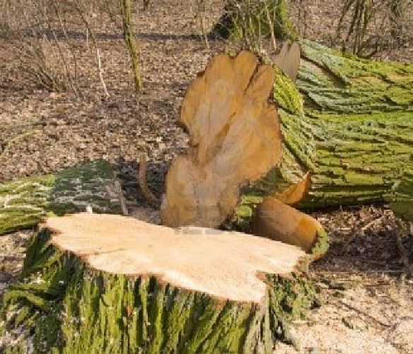 13022017 cronaca taglio illecito alberi