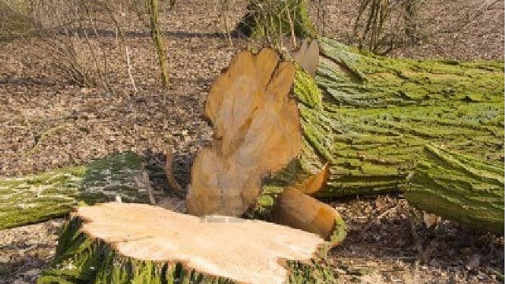 13022017 cronaca taglio illecito alberi