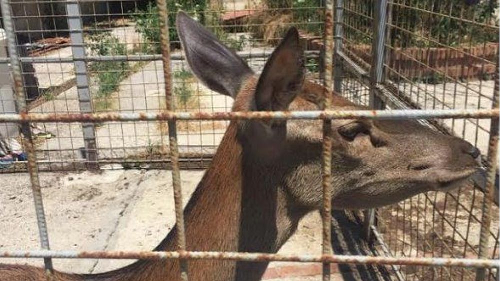 13022020 cerva torna libera