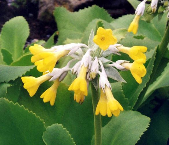 13032019 primula palinuri