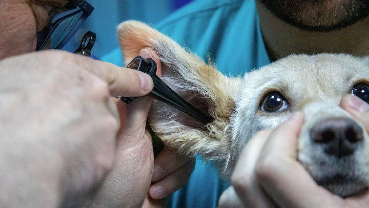 13032024 veterinario 13032024 veterinario