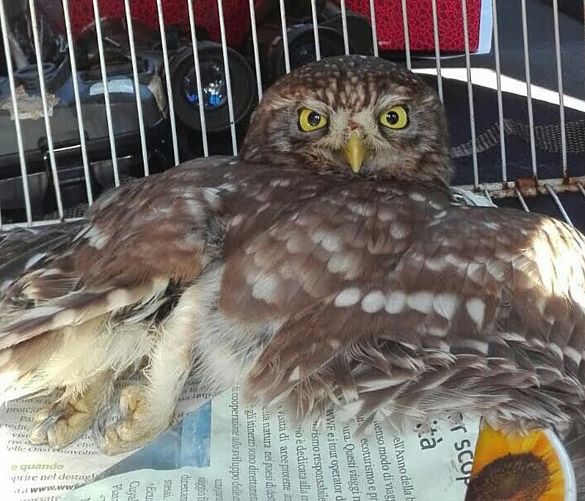 13042016 animali in difficolta