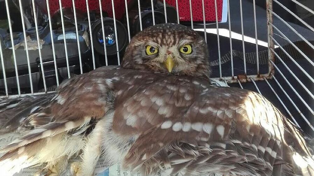 13042016 animali in difficolta