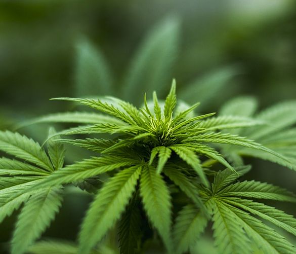 13042018 cannabis