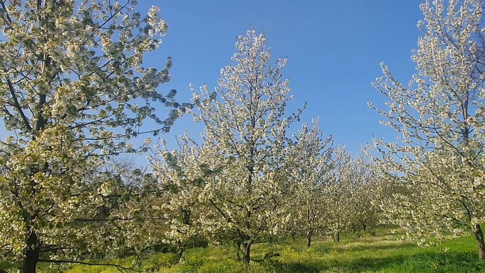 13042023 ciliegi in fiore
