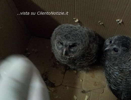 13052013 allocchi portafortuna wwf 1