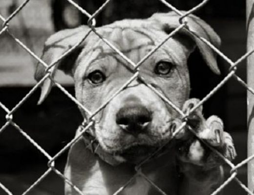 13052015 cane in gabbia