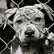 Cronaca foto - 13052015 cane in gabbia