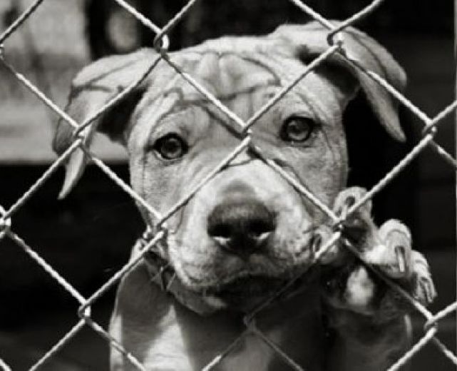 13052015 cane in gabbia