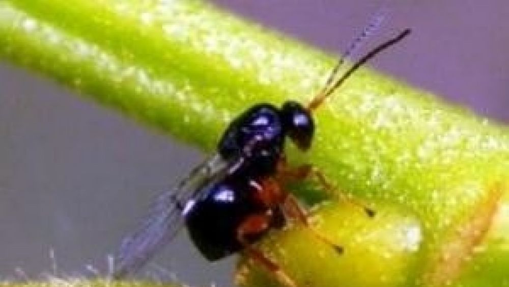 13052016 news cammarano