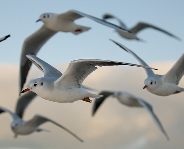 13062013 uccelli in volo 13062013 uccelli in volo