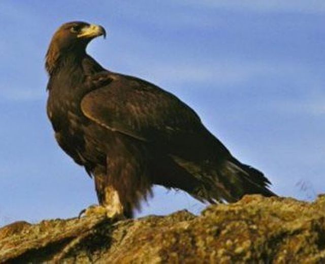 13062015 aquila 13062015 aquila