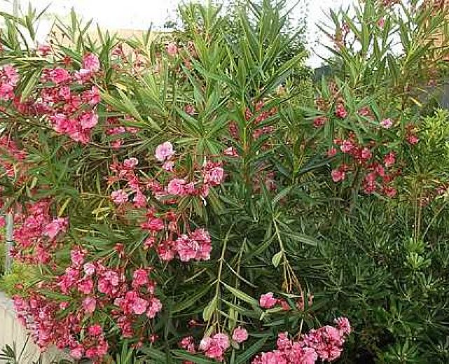 13062015 piante verde pubblico