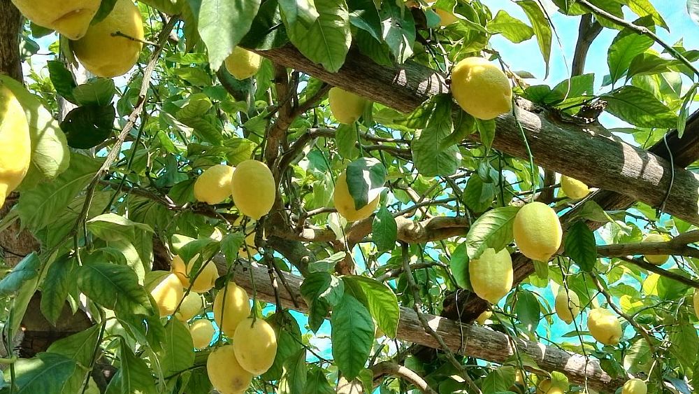 13062017 Sfusato amalfitano orizzontale