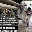 Cilento - Le ultime  Notizie foto - 13072015 cani abbandonati